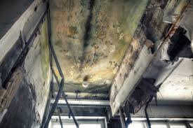 Best Industrial Mold Remediation  in Mill Creek, WA